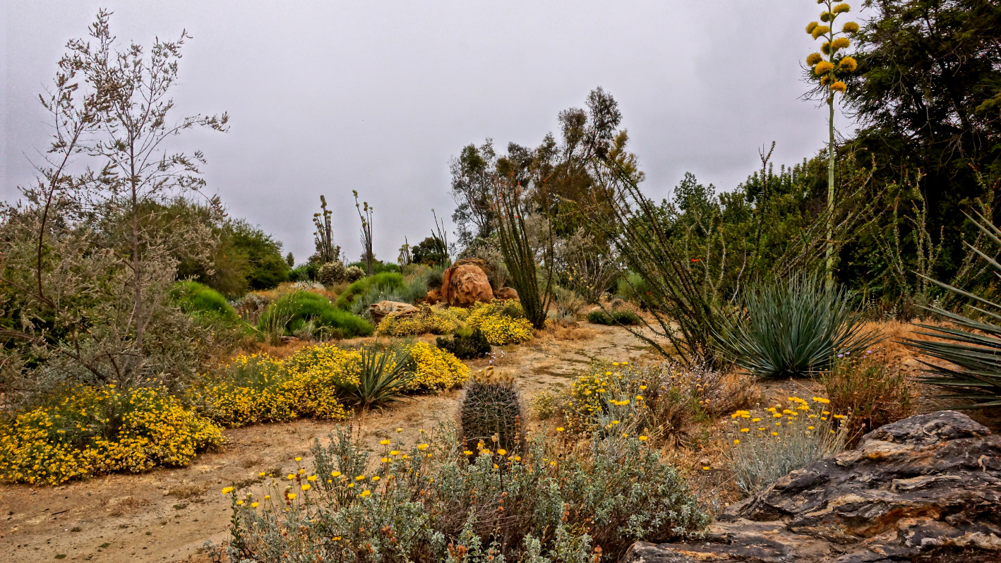 A cactus garden with yellow flowers and cacti